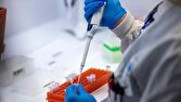 دنگي،تب،مقامات،پرورش،كمپين،پشه،پيشگيرانه،سريلانكا