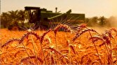 گلایه گندمکاران علی آباد کتول از تاخیر در پرداخت