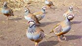 دستگیری سه گروه شکارچی متخلف زنده گیر کبک در اشنویه