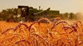 خرید تضمینی گندم در چهارمحال و بختیاری آغاز شد/ بینی شده خرید ۷۰ هزار تن گندم
