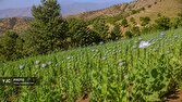 گذار از کشت ممنوعه به اقتصاد سبز با کشت‌های جایگزین سودآور