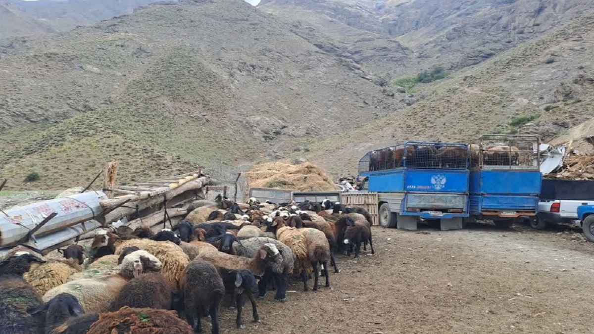 باشگاه خبرنگاران -اخراج دام‌های غیرمجاز و سرگردان از مرتع شهرستان نور
