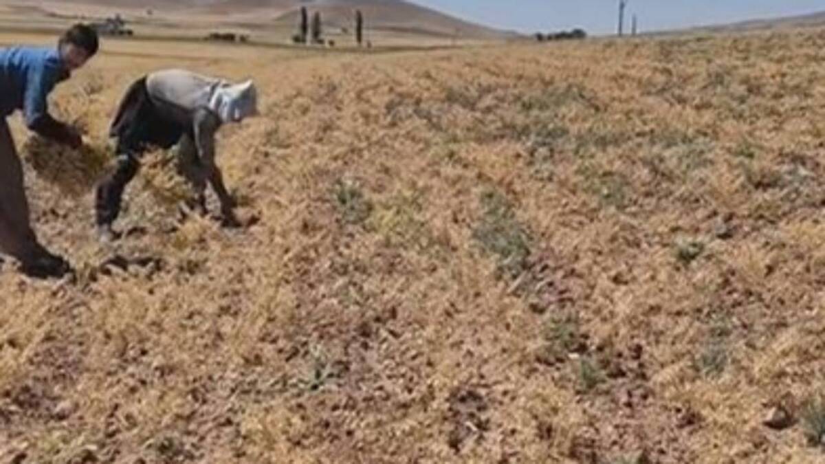 باشگاه خبرنگاران -پیش‌بینی برداشت بیش از ۶ هزار تن نخود از دیمزار‌های دهگلان