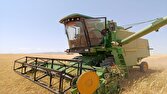 برداشت طلای زرد از مزارع روستای گردشگری توآباد + عکس و فیلم