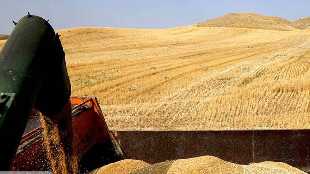 باشگاه خبرنگاران -معاون وزیر جهاد کشاورزی: بخشی از مطالبات گندمکاران این هفته پرداخت می‌شود
