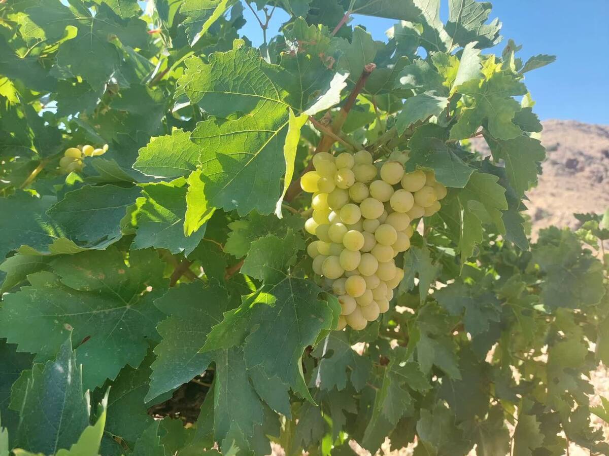 باشگاه خبرنگاران -برداشت انگور از سطح ۷ هزار هکتار از باغات شهرستان کوار