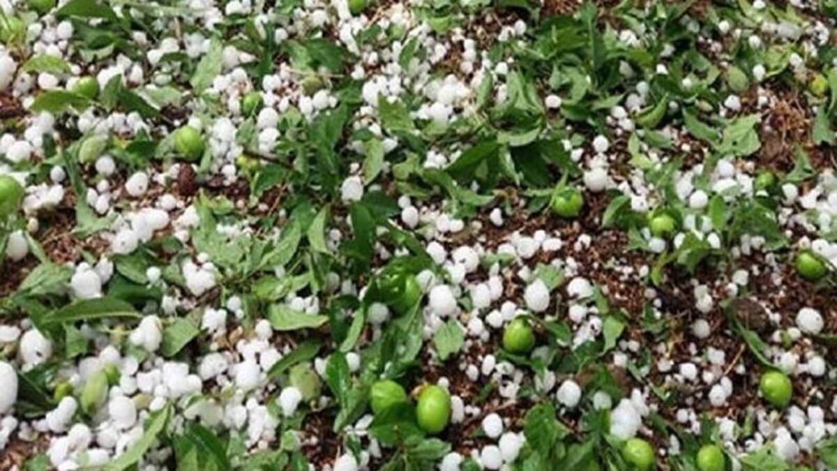 باشگاه خبرنگاران -احتمال رگبار، تگرگ و موج گرما در کردستان