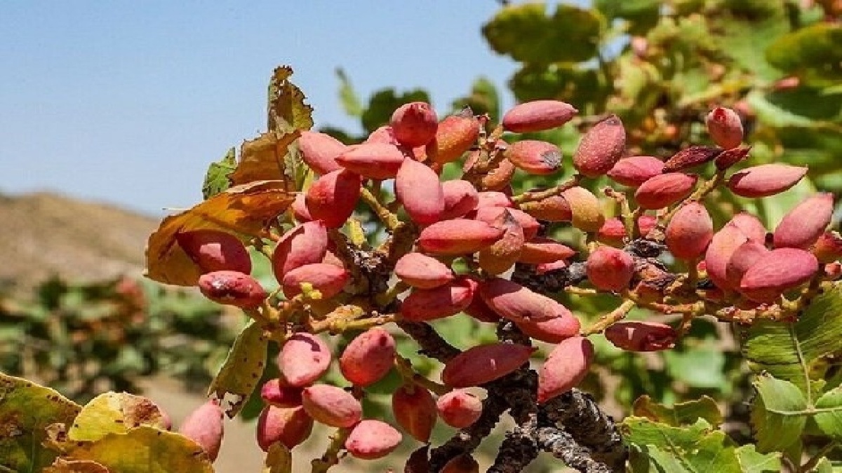 باشگاه خبرنگاران -چالش صادرات پسته یزد؛ از انحصار تا بلاتکلیفی آزمایشگاه تخصصی