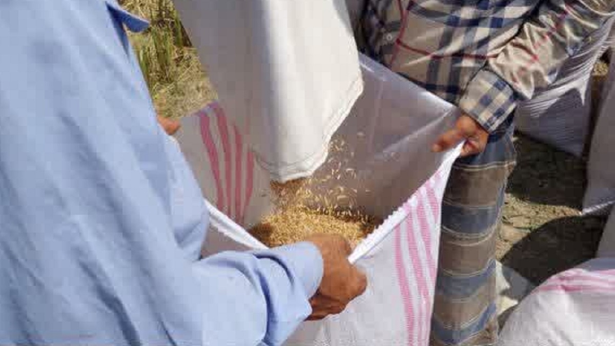 باشگاه خبرنگاران -برداشت برنج از مزرعه الگویی در بابلسر ؛ عملکرد بیش از ۷ تن در هکتار به ثبت رسید