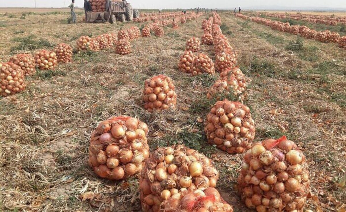 باشگاه خبرنگاران -افزایش ۲۰ درصدی برداشت پیاز نتیجه تغییر الگوی کشت در چهارمحال و بختیاری
