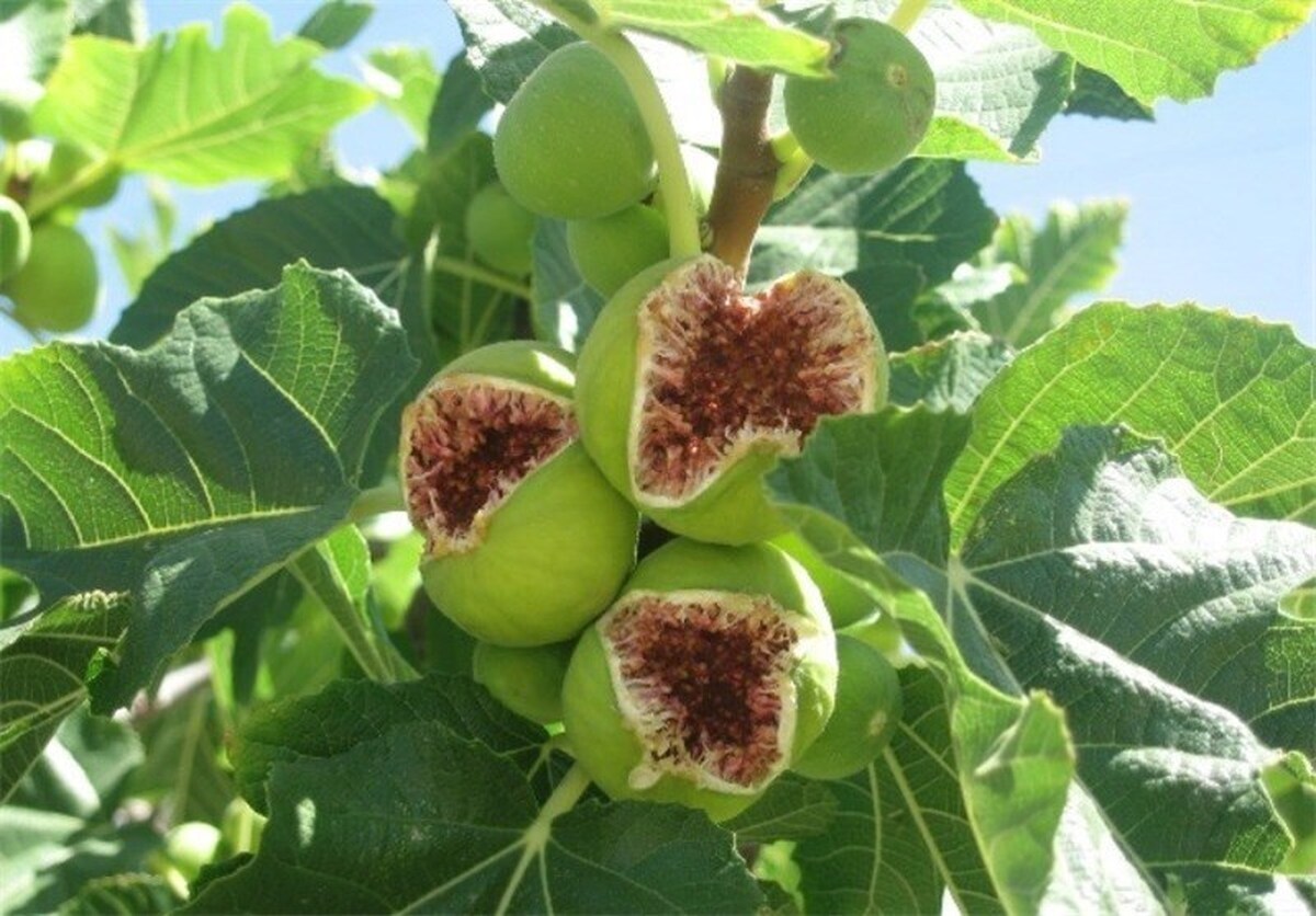 باشگاه خبرنگاران -آغاز برداشت انجیر از دیم‌زارهای داراب/  پیش‌بینی تولید بیش از ۵ هزار تن محصول