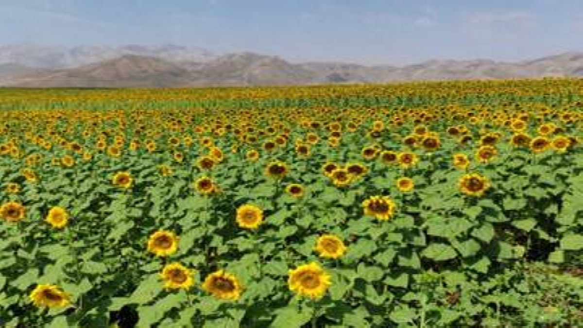 باشگاه خبرنگاران -سلماس دومین قطب تولید آفتابگردان در آذربایجان غربی