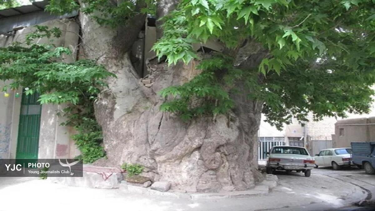باشگاه خبرنگاران -چنار کهنسال آمره؛ میراثی هزارساله در قلب خلجستان