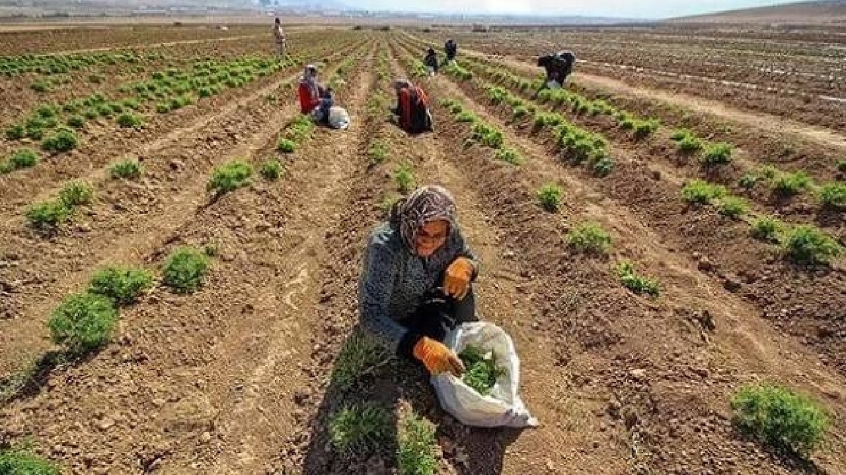 باشگاه خبرنگاران -توسعه صنعت گیاهان دارویی در خوزستان؛ از یک عطاری سنتی تا آرزوی صادرات