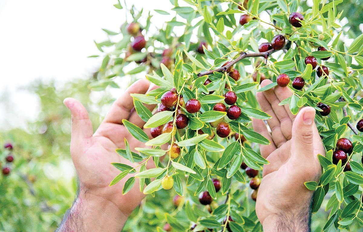 باشگاه خبرنگاران -یاقوت‌های سرخ کویر در راه بازار