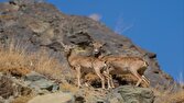 باشگاه خبرنگاران -راه اندازی ایستگاه های هوشمند پایش در پلنگ دره قم؛ گام بلند محیطزیست قم برای مهار شکار غیرمجاز