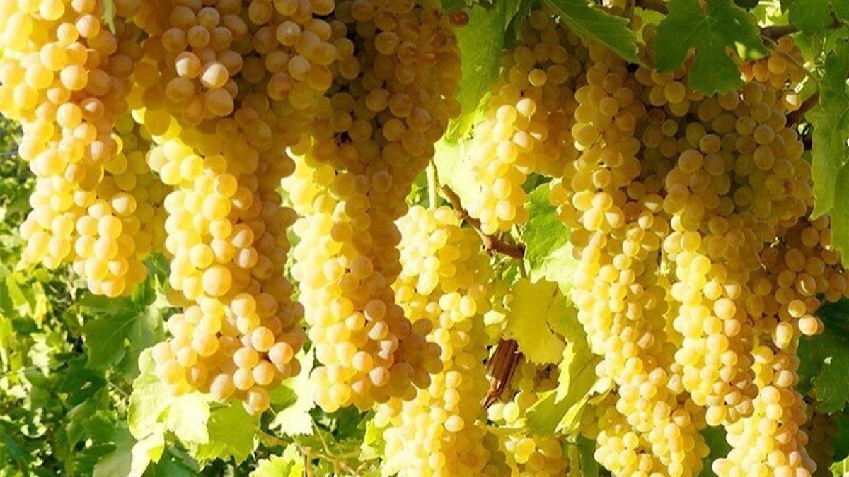 باشگاه خبرنگاران -خودنمایی یاقوت‌های محمد آباد در دل تاکستان