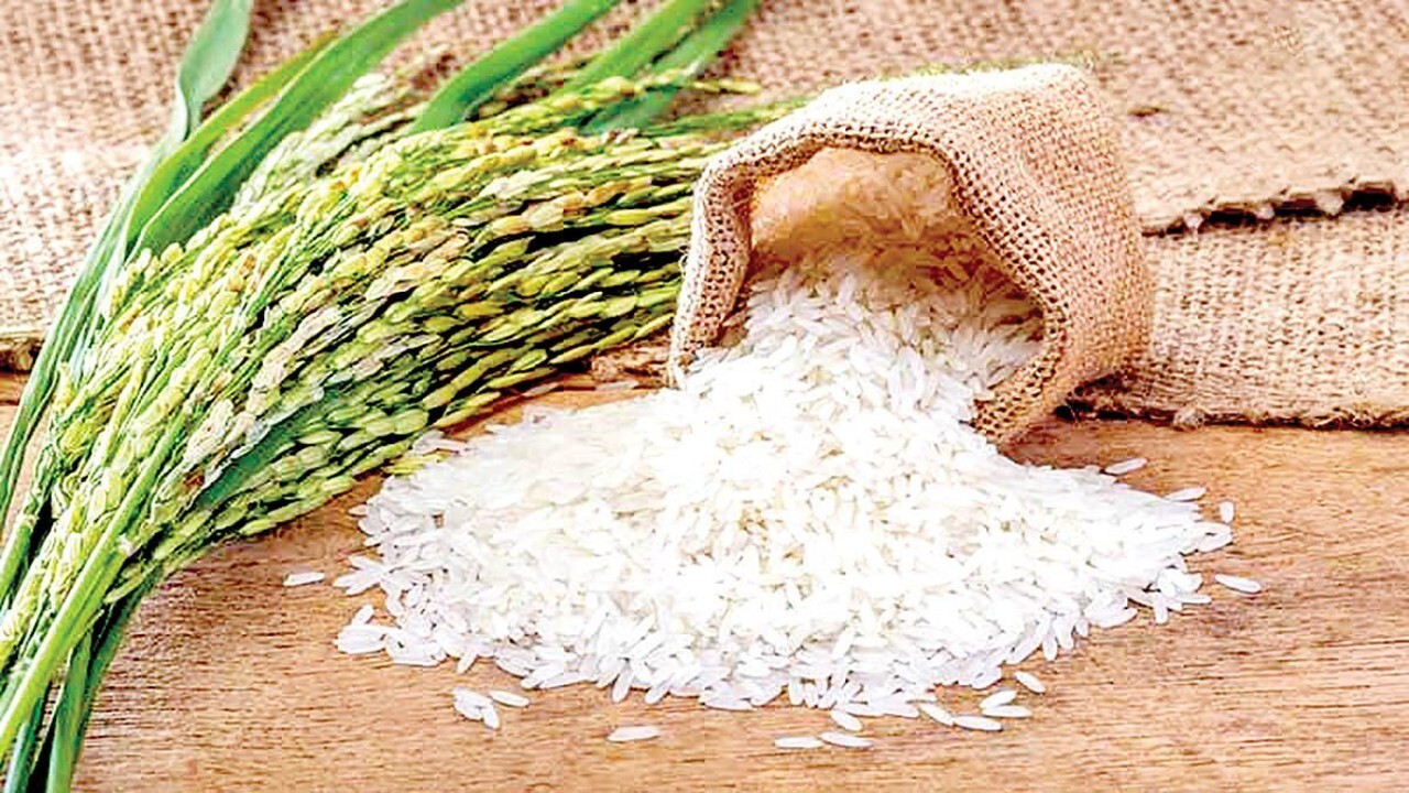 برنج ایرانی بر سر دو راهی 