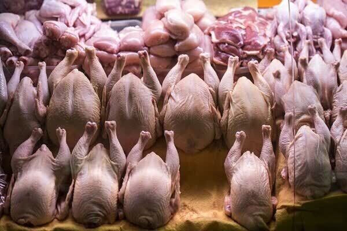 باشگاه خبرنگاران -ذخیره‌سازی ۲۶۱۶ تن گوشت مرغ برای تنظیم بازار فارس