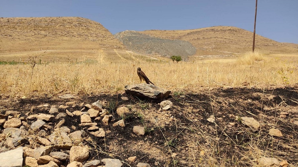 باشگاه خبرنگاران -بازگشت پرندگان شکاری به طبیعت سقز