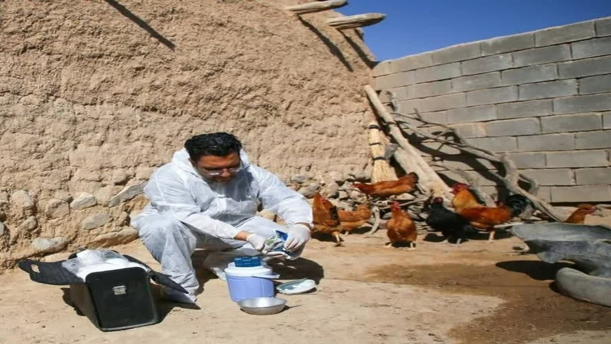 باشگاه خبرنگاران - واکسیناسیون طیور روستایی آذربایجان‌غربی بر علیه بیماری نیوکاسل/ تزریق واکسن مقاوم به حرارت