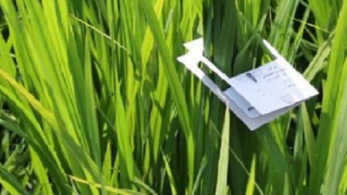 باشگاه خبرنگاران -اجرای گسترده طرح کنترل بیولوژیک در شالیزار‌های بابل
