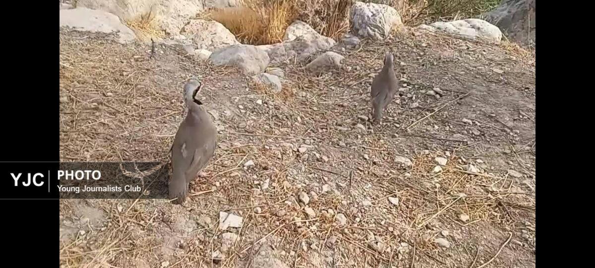 باشگاه خبرنگاران -بازگشت دو کبک وحشی به زیستگاه طبیعی در فیروزآباد