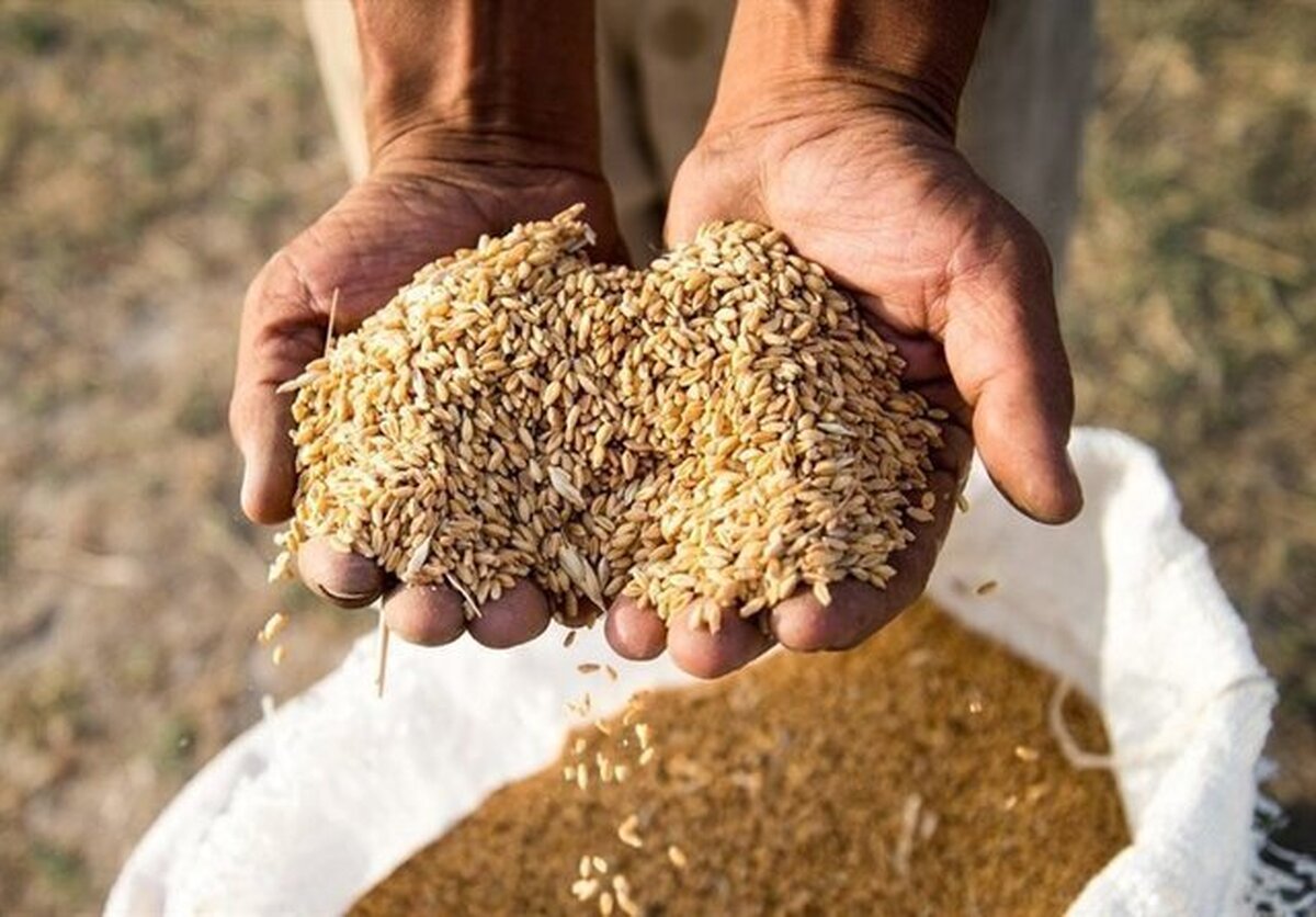 باشگاه خبرنگاران -تولید ۴۵۴۰ تن گندم بذری/ پاسارگاد در مسیر تبدیل شدن به قطب تولید بذر گندم