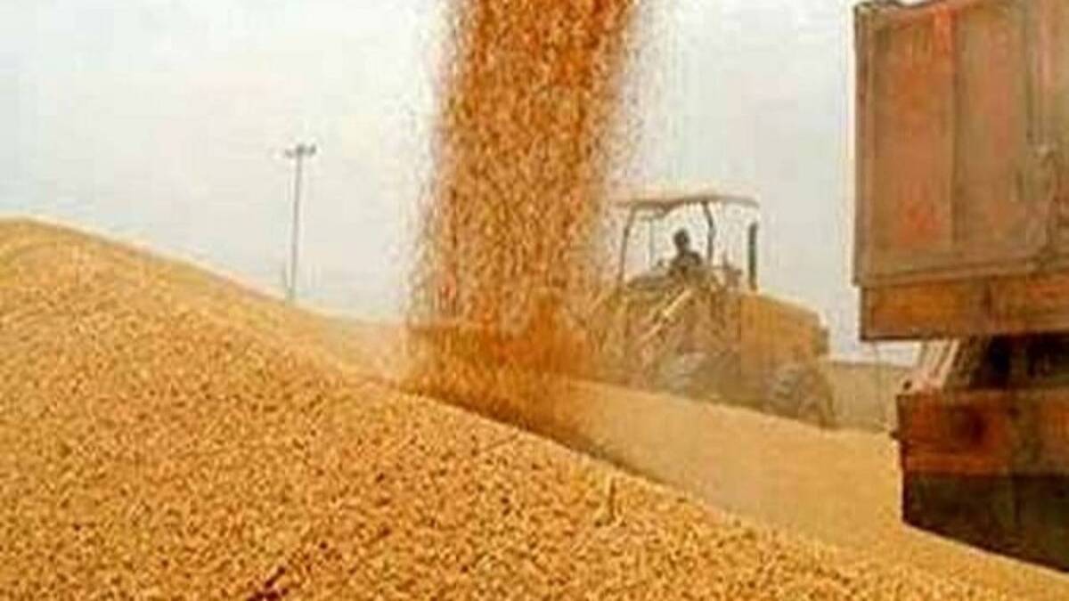 باشگاه خبرنگاران -خرید تضمینی بیش از ۵۸۴ هزار تن گندم در کردستان