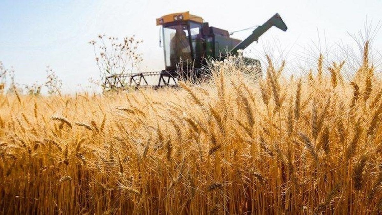 ۵۵ درصد مطالبات گندمکاران پرداخت شد/پرداخت مطالبات گندمکاران به ۲۲۰ همت می&zwnj;رسد