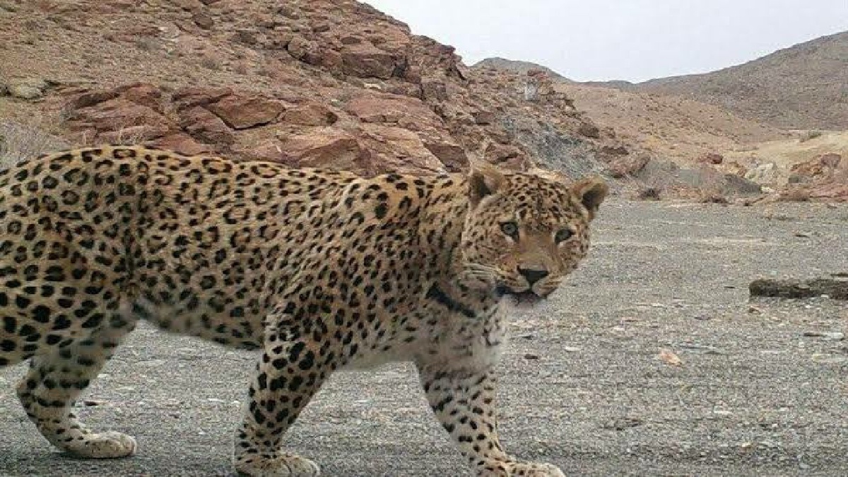 باشگاه خبرنگاران -آفتابی‌شدن ۲ پلنگ ایرانی در حیات‌وحش بهاباد + فیلم