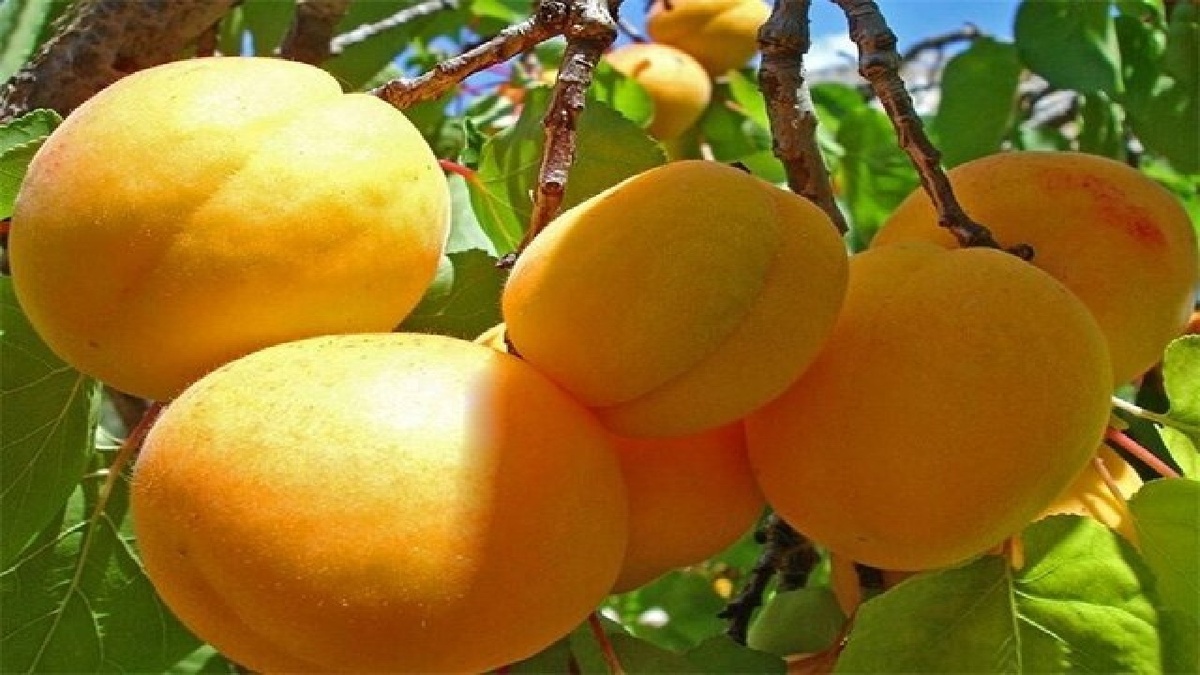 باشگاه خبرنگاران -طلای نرم پارس؛ بوی شیرین زردآلو در باغ‌ها