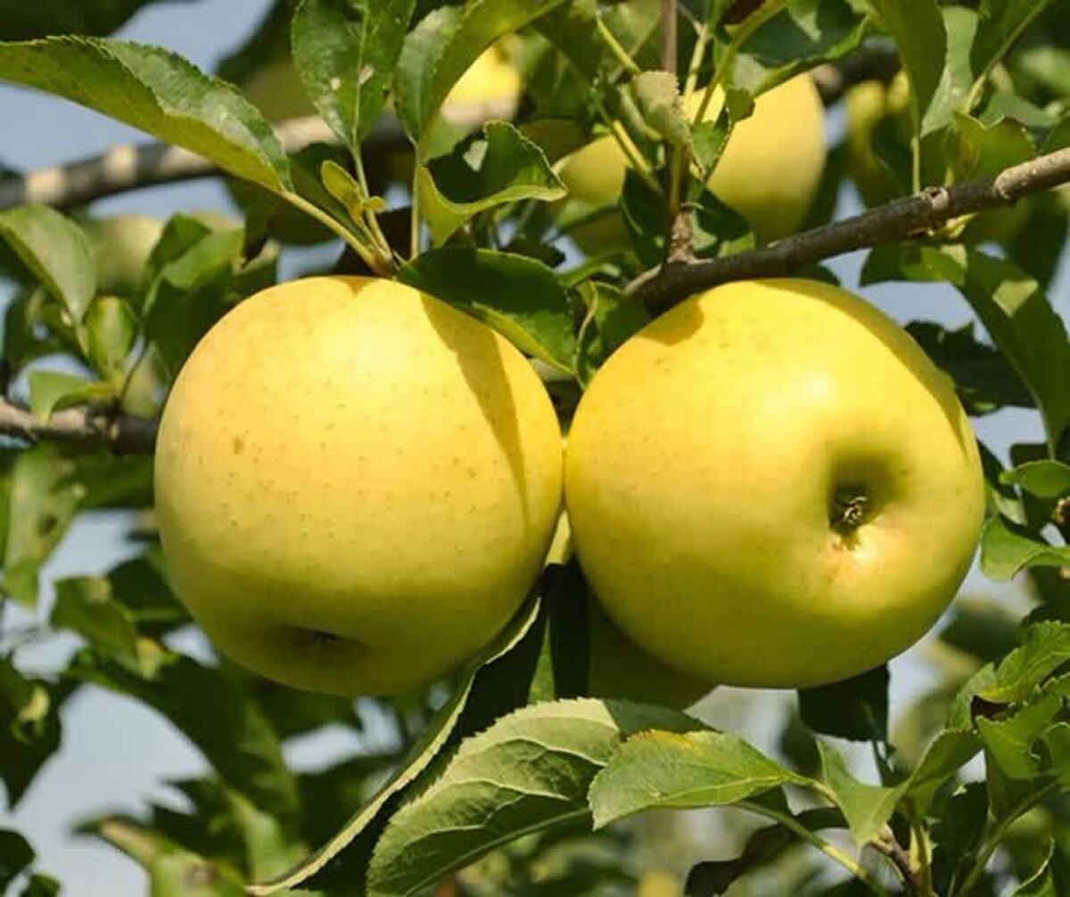 باشگاه خبرنگاران -فارس در مسیر تولید ۳۸۰ هزار تن سیب/ برداشت ارقام تابستانه آغاز شد