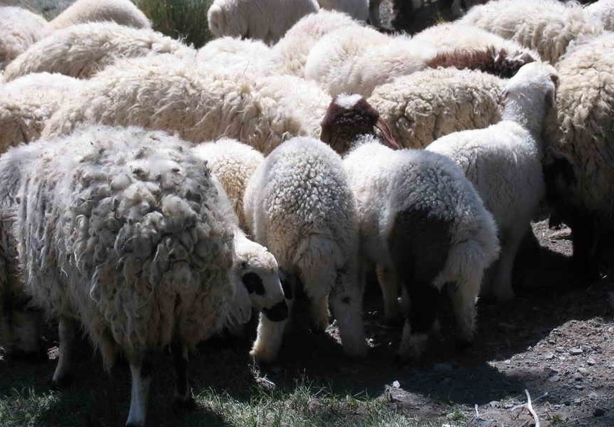 باشگاه خبرنگاران -راز دوستی ۵ سارق و مالخر احشام با چوپانان گله برملا شد