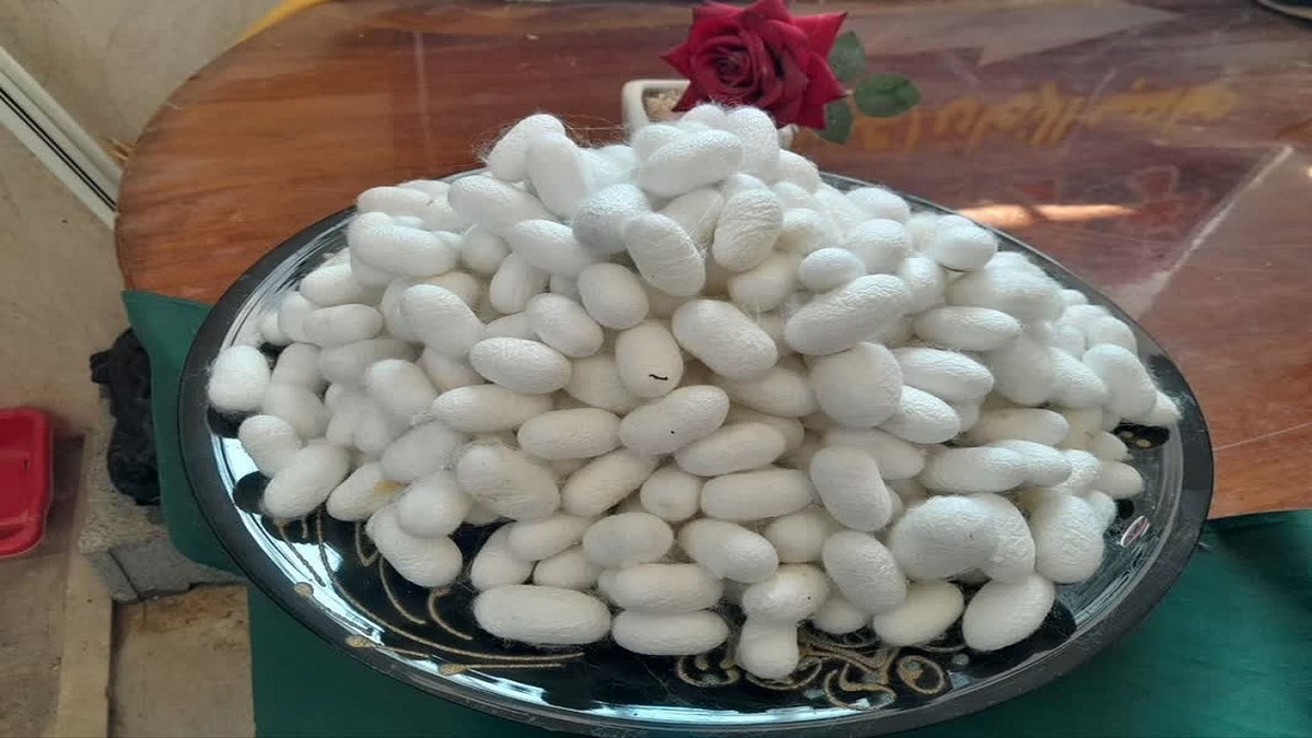 باشگاه خبرنگاران -تزریق ۷۰ میلیارد ریال اعتبار حمایتی به صنعت نوغانداری سوادکوه شمالی