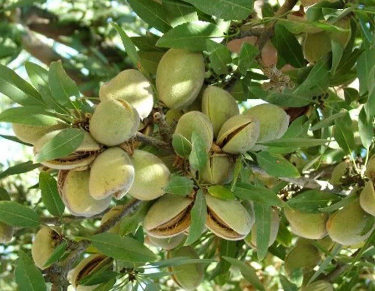باشگاه خبرنگاران -بادام‌چین‌های استهبان به میدان آمدند/ پیش‌بینی برداشت ۱۰۰۰ تن بادام