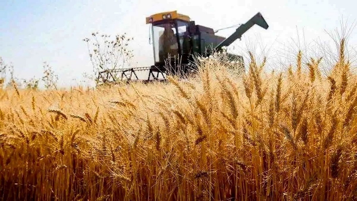 باشگاه خبرنگاران -پرداخت ۳ همت از مطالبات گندمکاران آذربایجان شرقی