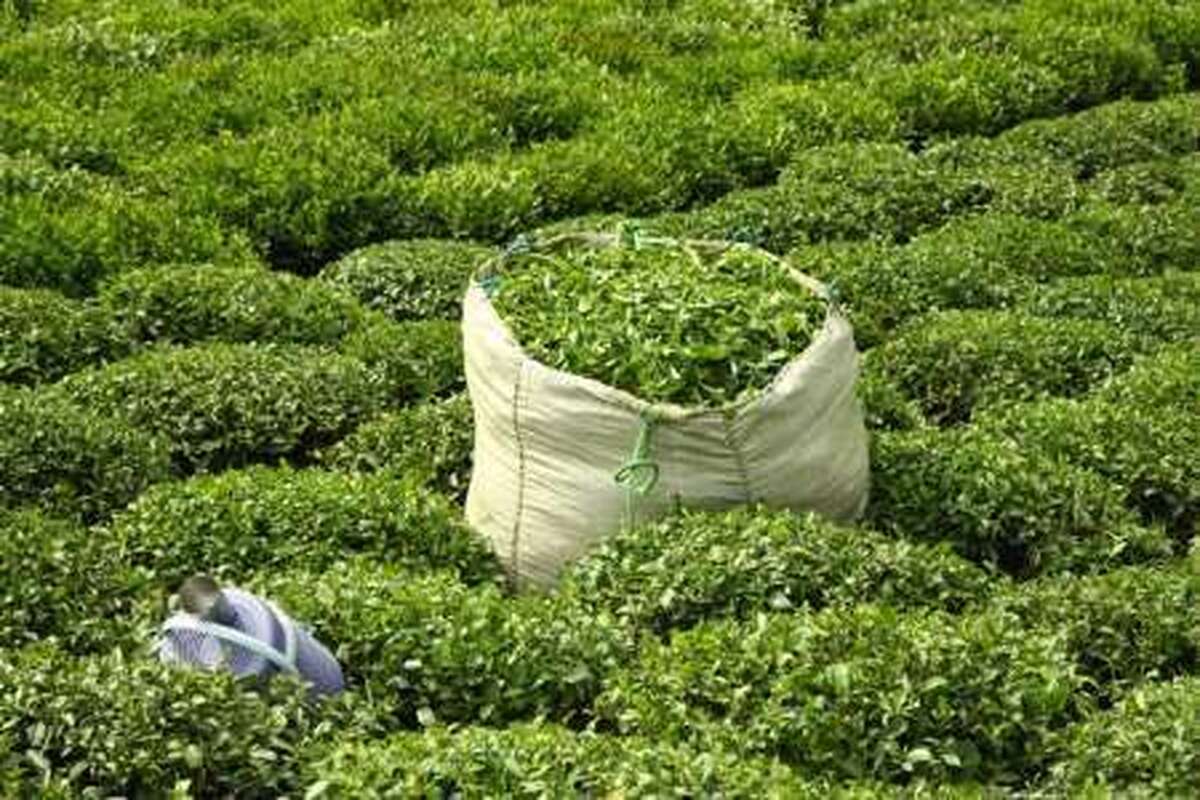 باشگاه خبرنگاران -پیش‌بینی خرید ۱۲۰ هزار تن برگ سبز چای از باغداران گیلان و مازندران