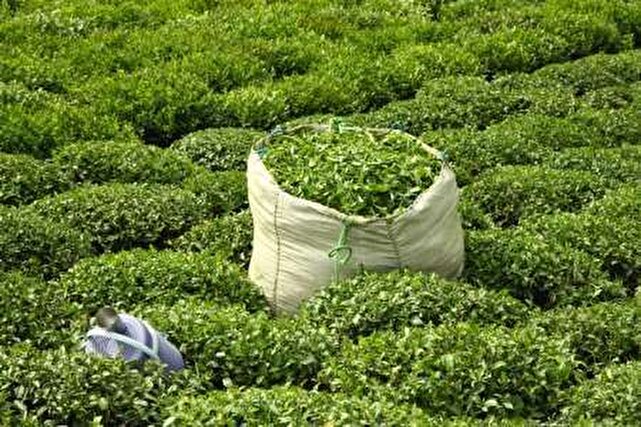 پیش‌بینی خرید ۱۲۰ هزار تن برگ سبز چای از باغداران گیلان و مازندران
