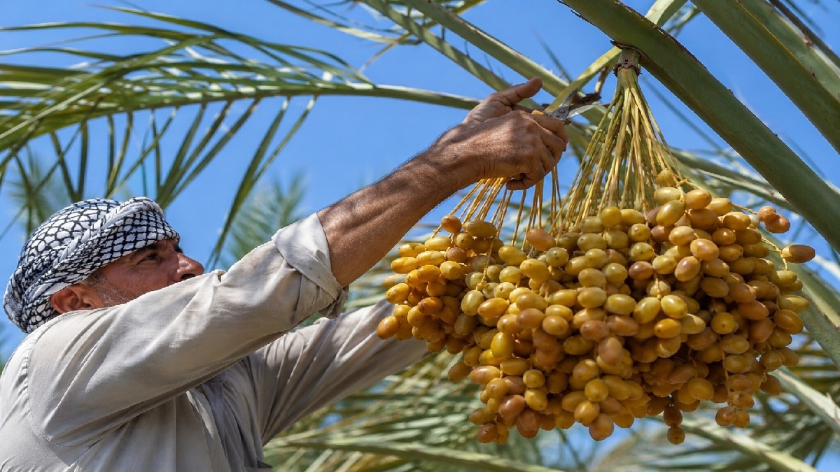 باشگاه خبرنگاران -آغاز برداشت نوبرانه خارک و رطب در آبادان؛ پیش‌بینی تولید ۱۵۰ هزار تن خرما