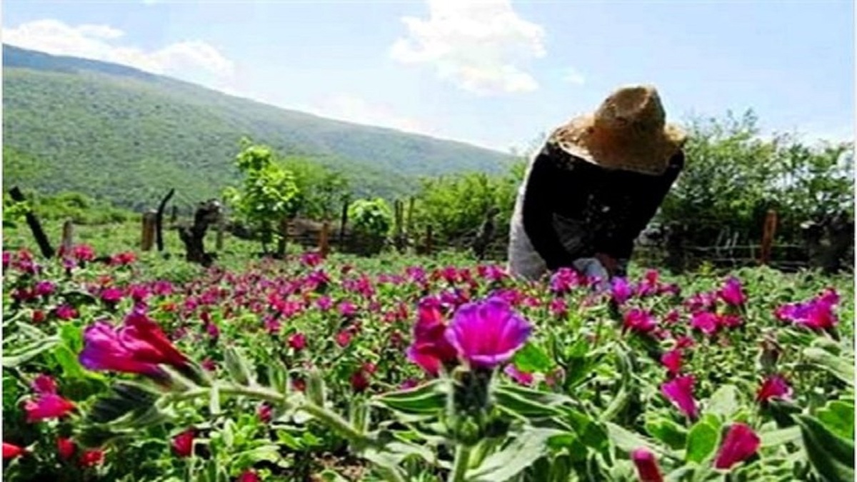 باشگاه خبرنگاران -توسعه کشت گیاهان دارویی در ۳۲۰۰ هکتار از اراضی کردستان