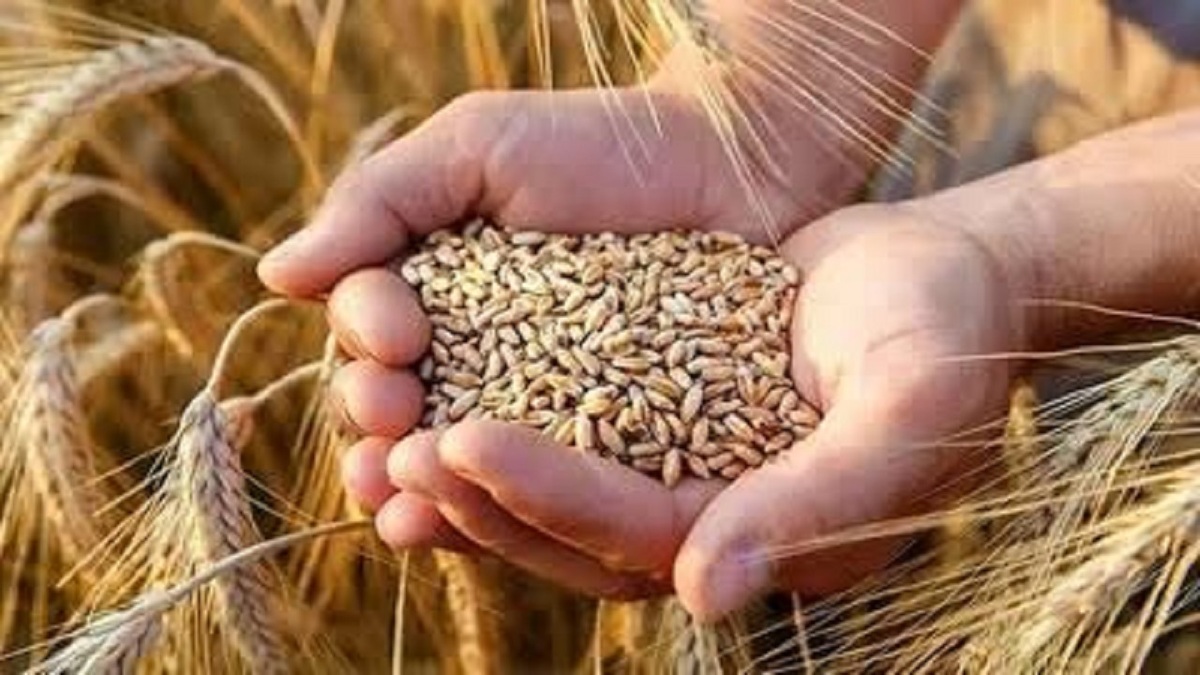 باشگاه خبرنگاران -مازندران در مسیر افزایش بهره‌وری تولید با توسعه بذر ‌های گواهی‌شده گندم و جو