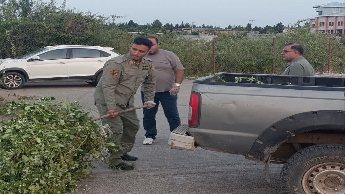 باشگاه خبرنگاران -شناسایی و پاکسازی گیاه مهاجم «آروجیا» در پارک ملی بوجاق