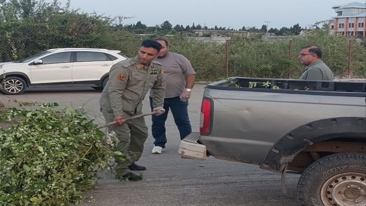 شناسایی و پاکسازی گیاه مهاجم «آروجیا» در پارک ملی بوجاق