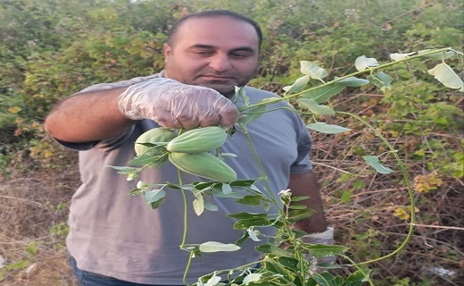 شناسایی و پاکسازی گیاه مهاجم &laquo;آروجیا&raquo; در پارک ملی بوجاق