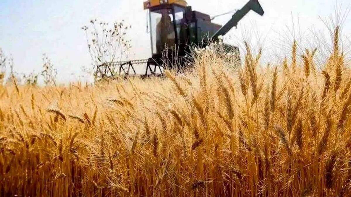 باشگاه خبرنگاران -کشاورزان  کردستانی بهای گندم خود را به‌صورت کامل و نقدی دریافت خواهند کرد
