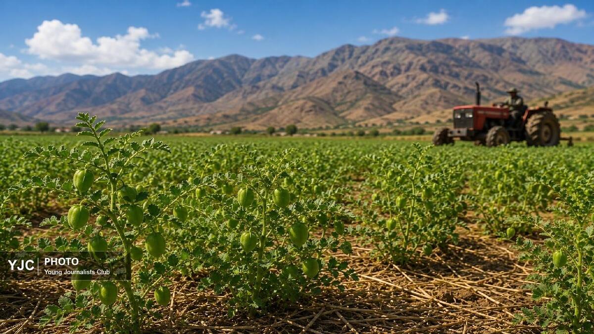 باشگاه خبرنگاران -کشاورزی حفاظتی؛ آخرین فرصت نجات دیم‌زارهای لرستان