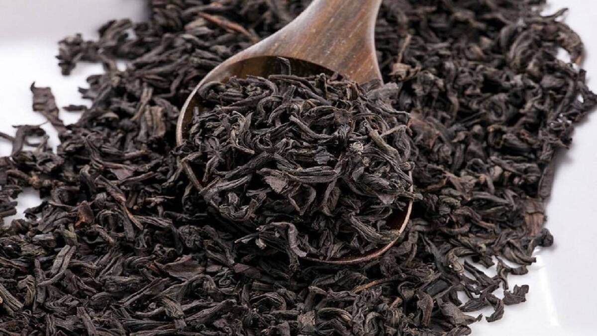 باشگاه خبرنگاران -پیش بینی افزایش ۳۰ درصدی تولید چای در کشور