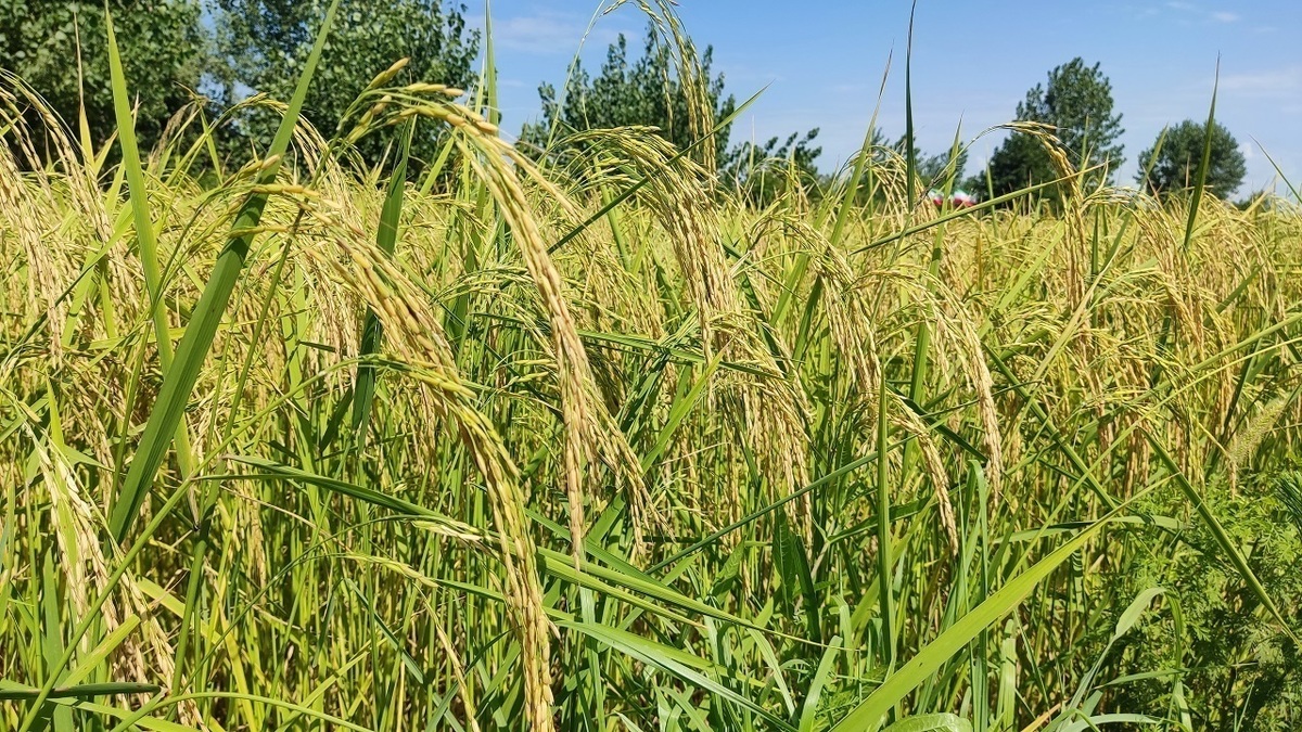باشگاه خبرنگاران -پیش بینی افزایش ۱۰ درصدی تولید برنج در گیلان
