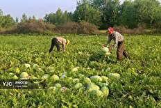برداشت هندوانه چاف در استان گیلان